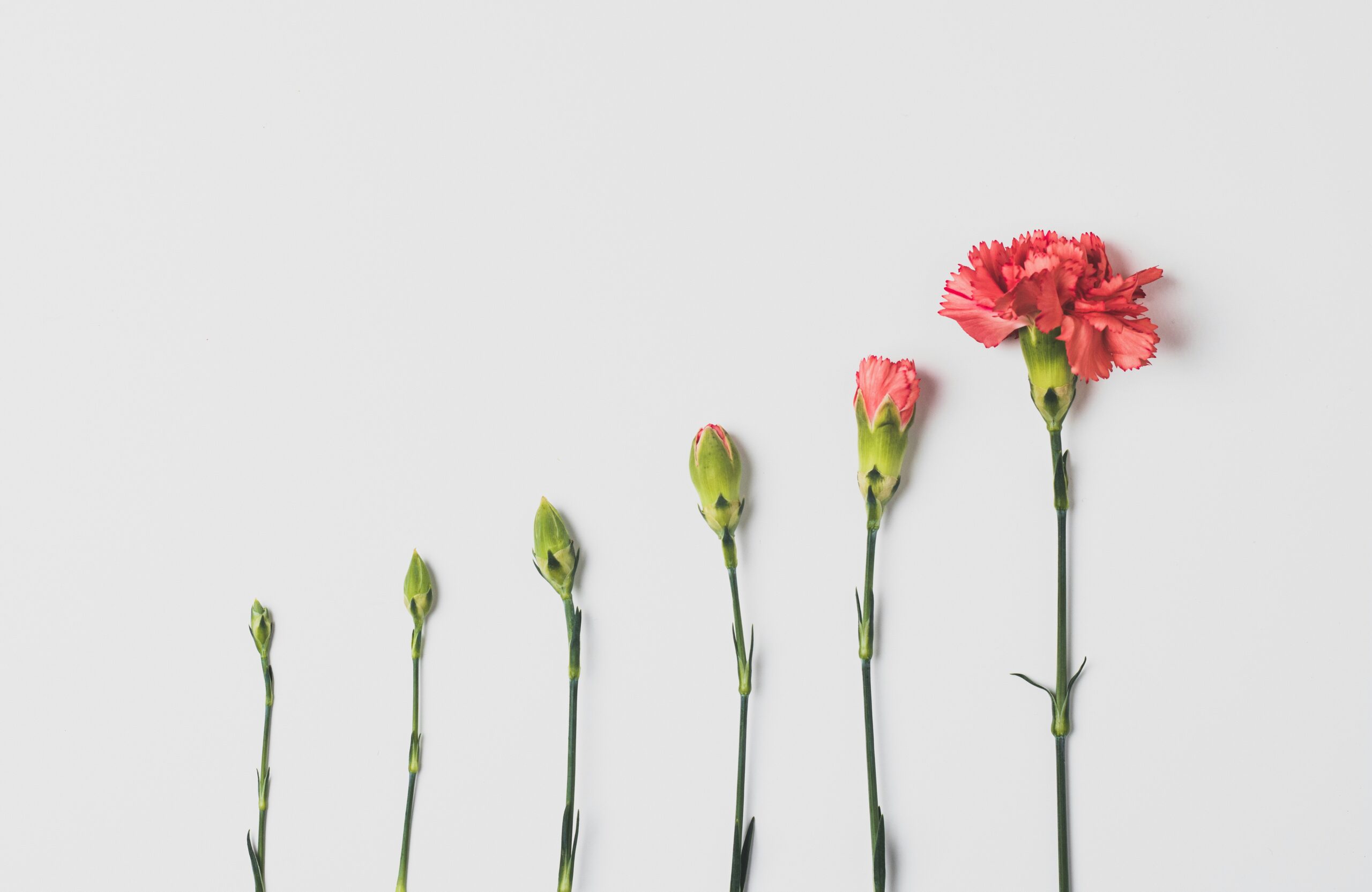 immagine di un bocciolo di fiore che per fasi successive diventa fiore
