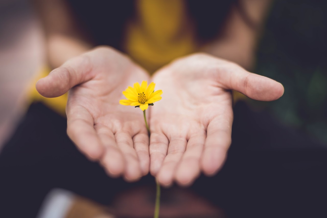 foto di 2 mani che offrono un fiore